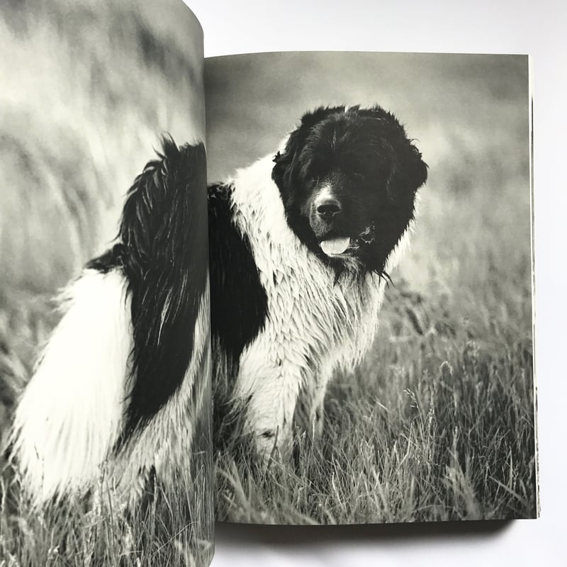 Title/Gentle Giants Author/ Bruce Weber | COWBOOKS