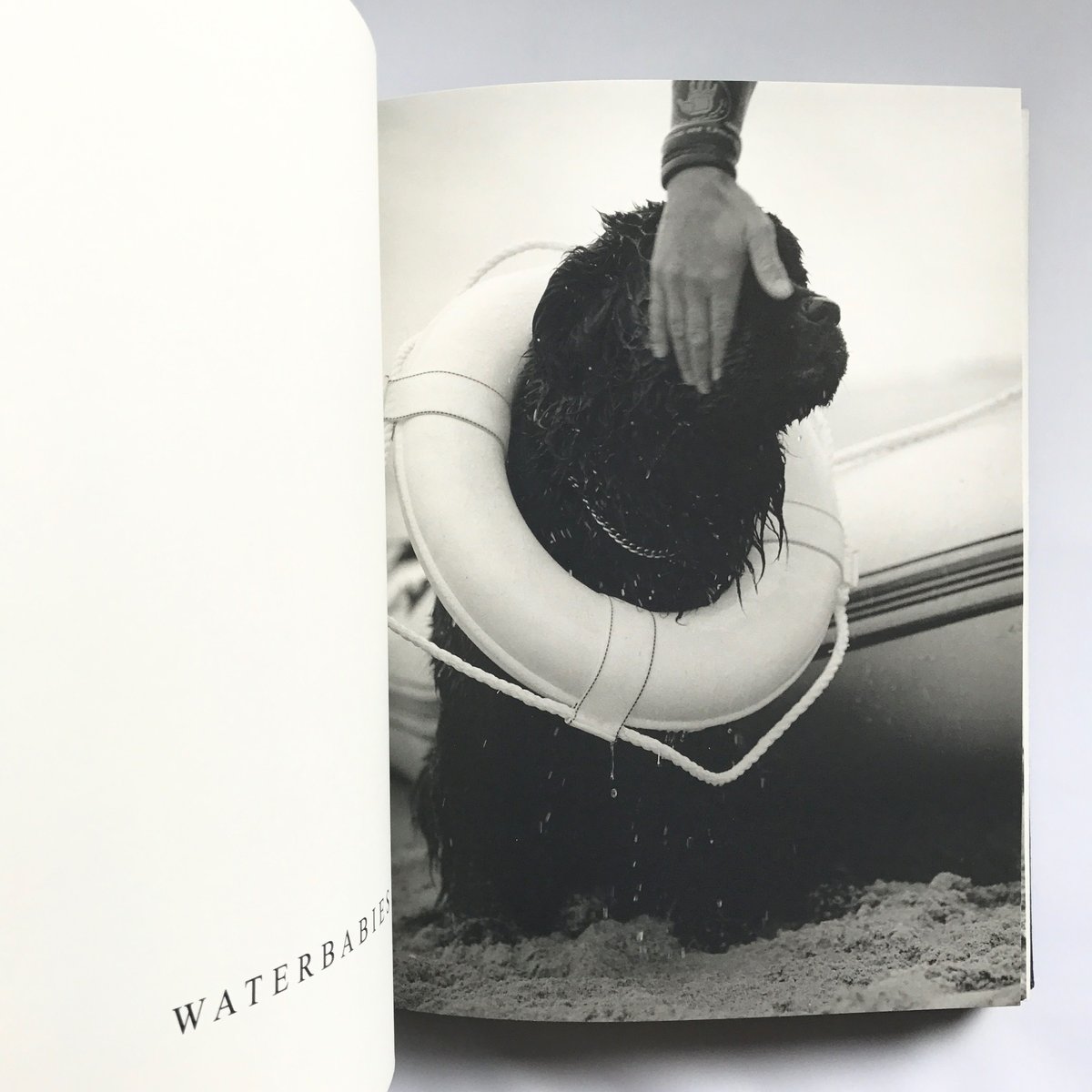 Title/Gentle Giants Author/ Bruce Weber | COWBOOKS