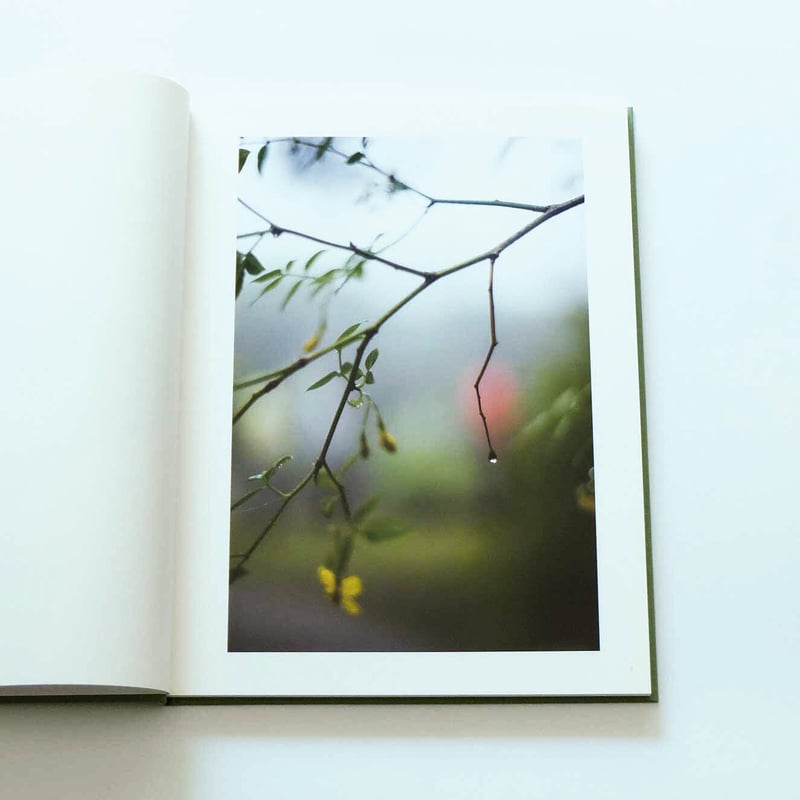 Terri Weifenbach: The may sun | Book Ernest