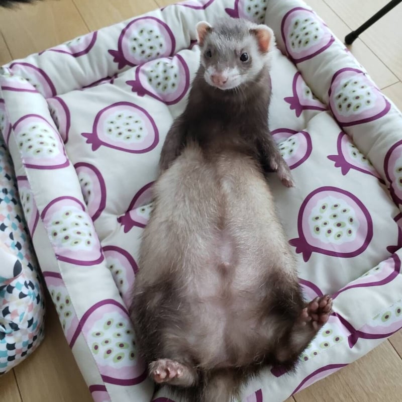 オーダー】フェレットグッズ | フェレット ハンモックのお店 Lilicoi