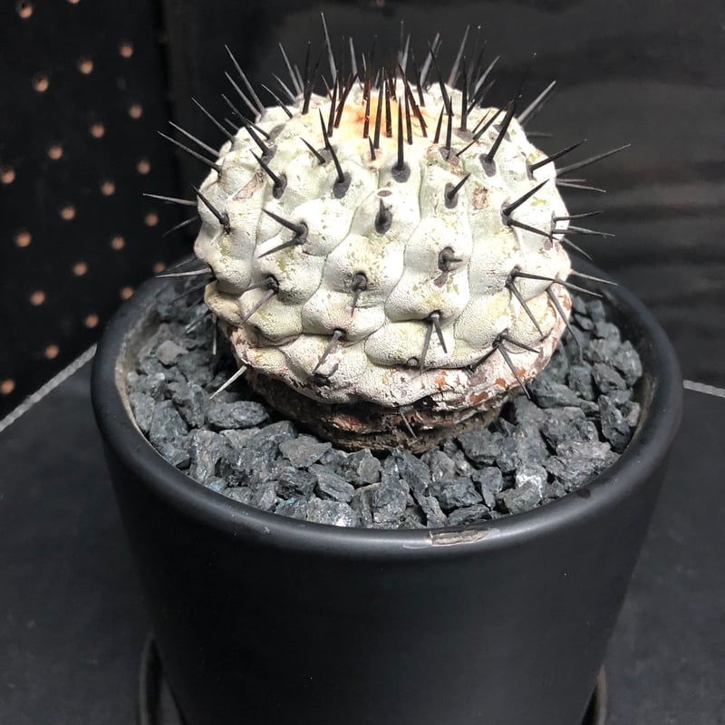 鉢底発根】コピアポア コルムナアルバ 孤竜丸 黒王丸 普賢鉢 柿