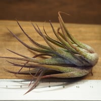 チランジア ／ ナチュラリーゴージャス (T.'Naturally Gorgeous') ☆1