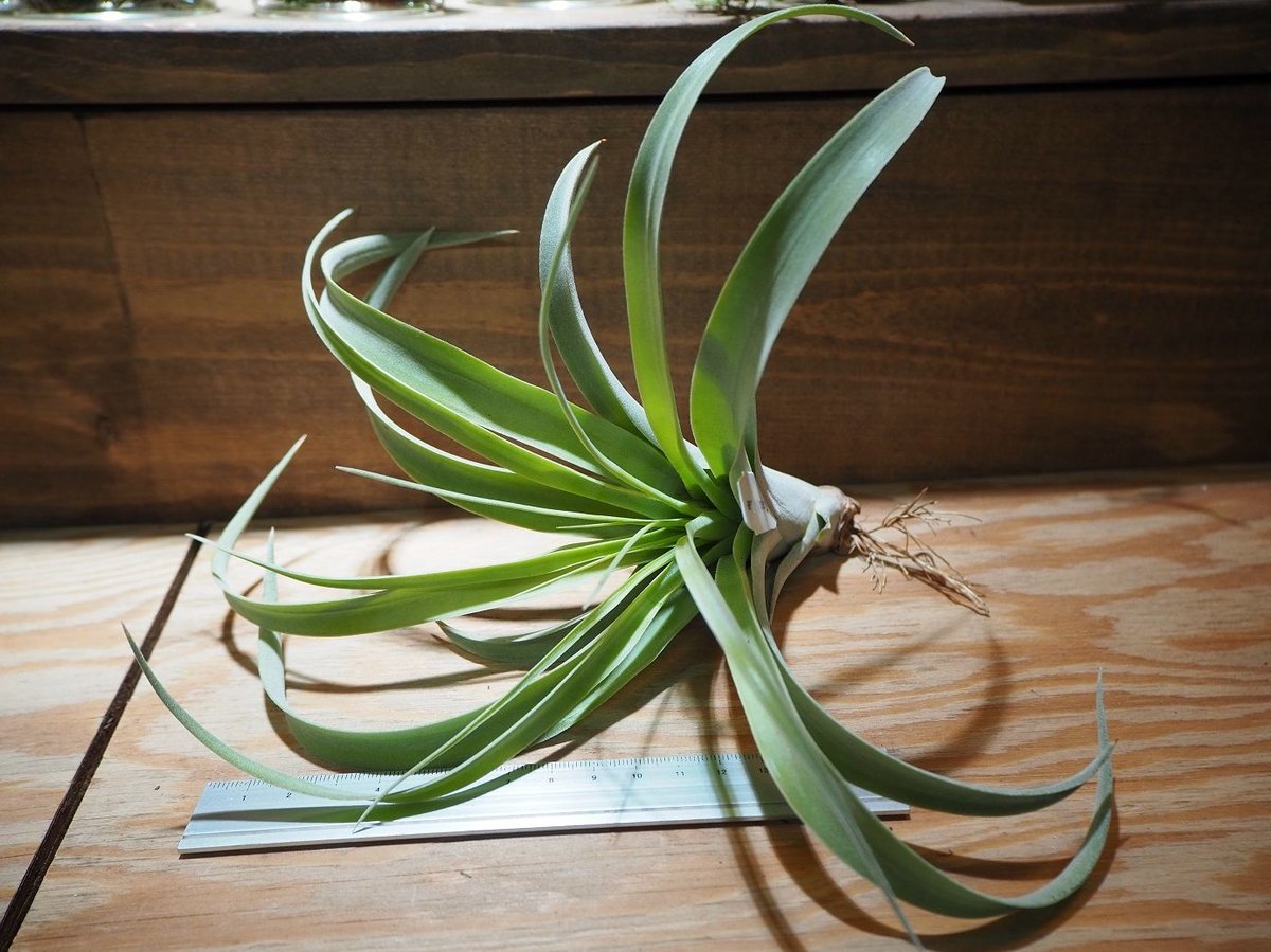 チランジア ／ カピタータ シルバーローズ (T.capitata 'SilverRose')