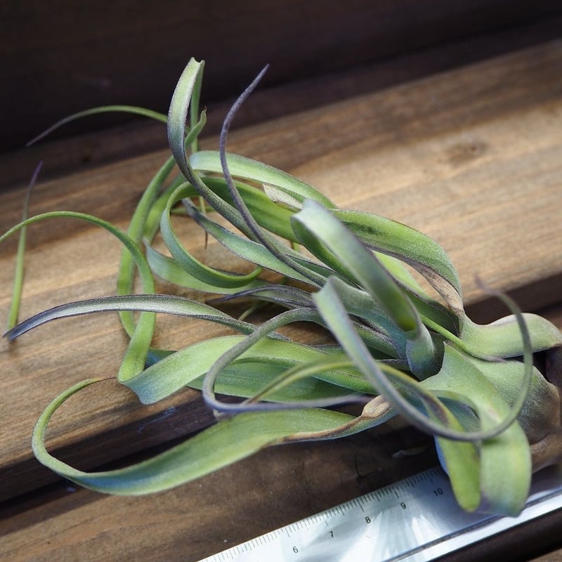 チランジア ／ ナチュラリーゴージャス (T.'Naturally Gorgeous') ☆1