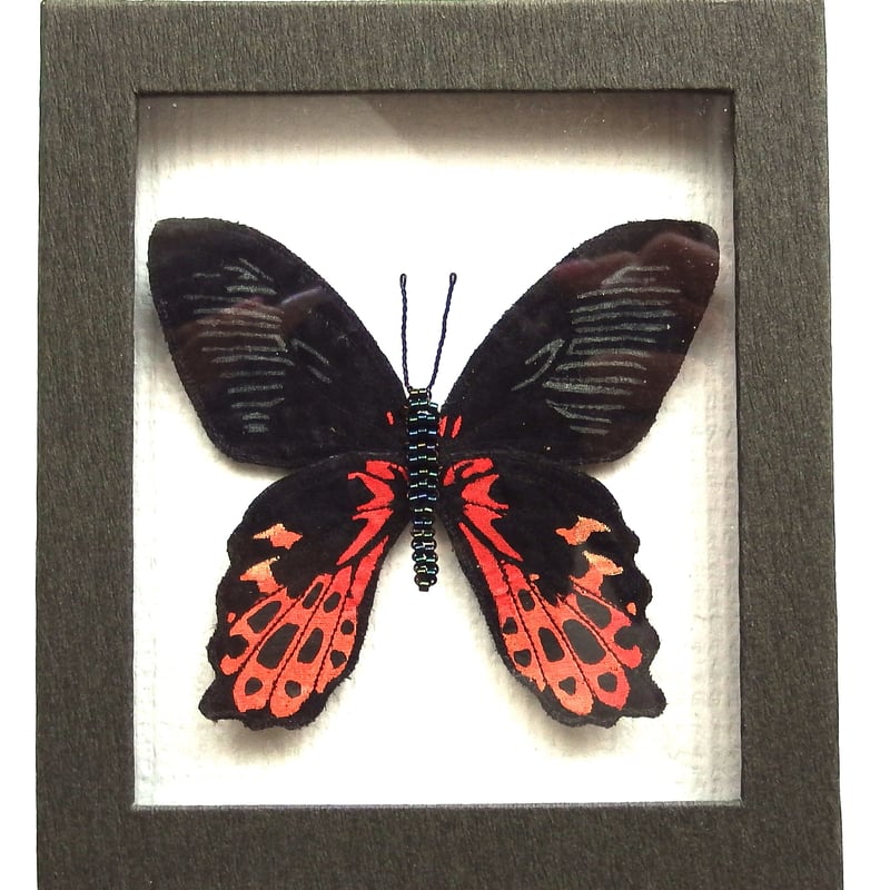 クラウディナミイロタテハ（クロエスス）♀ | BLISS TOKYO