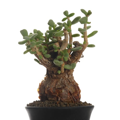 ケラリアピグマエア ケラリアピグマエア | STORES