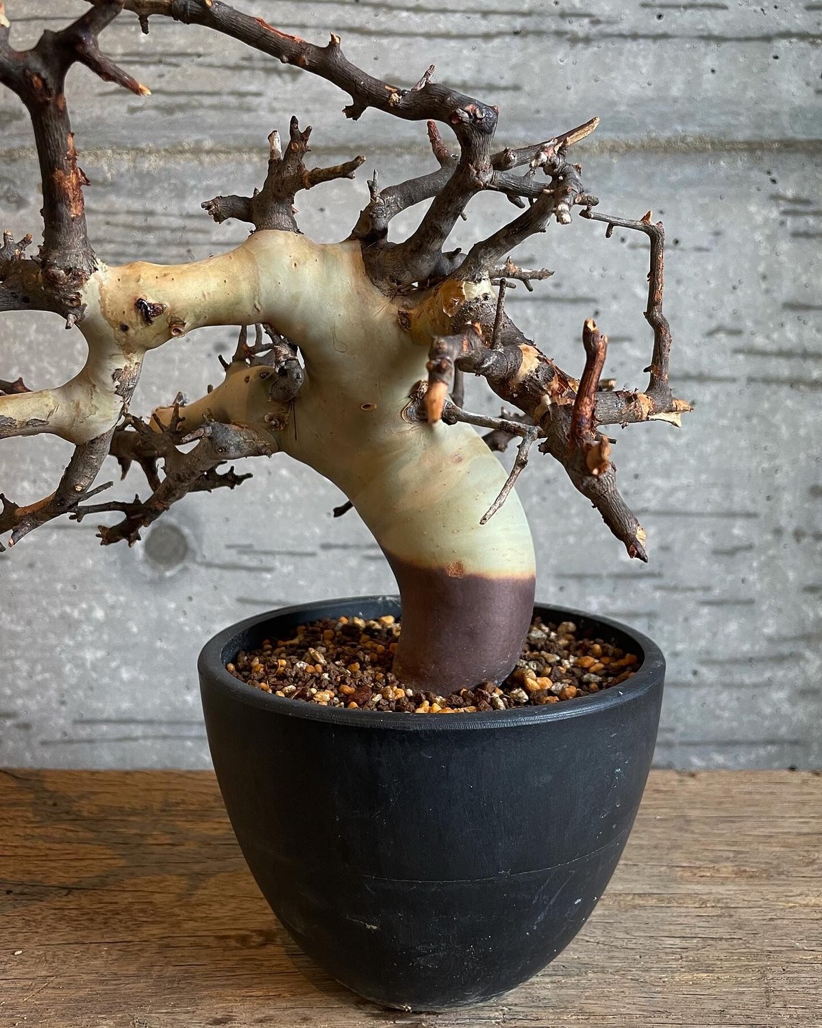 コミフォラ カタフ ピュア ソマリア産 | bot.