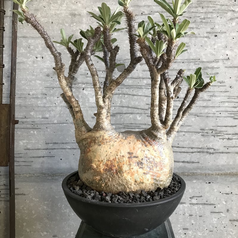 パキポディウム グラキリス 超特大株 特選蟹型 | bot.