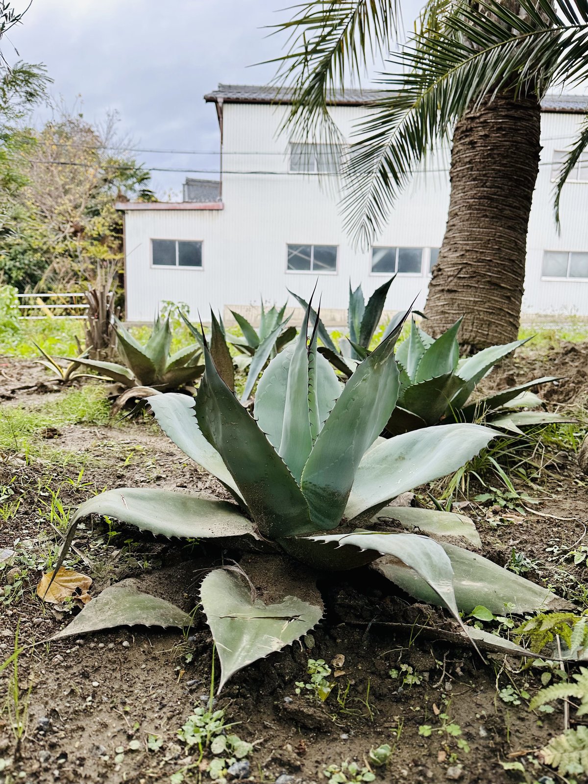 アガベ オバティフォリア アウェイクニングエンジェル t*a様 アガベ