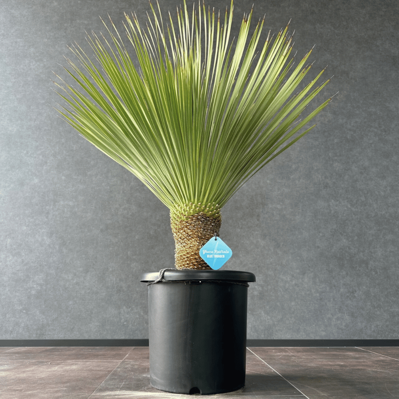 ユッカ ロストラータ 【21-171】美形 シルバーブルー 【公式通販】