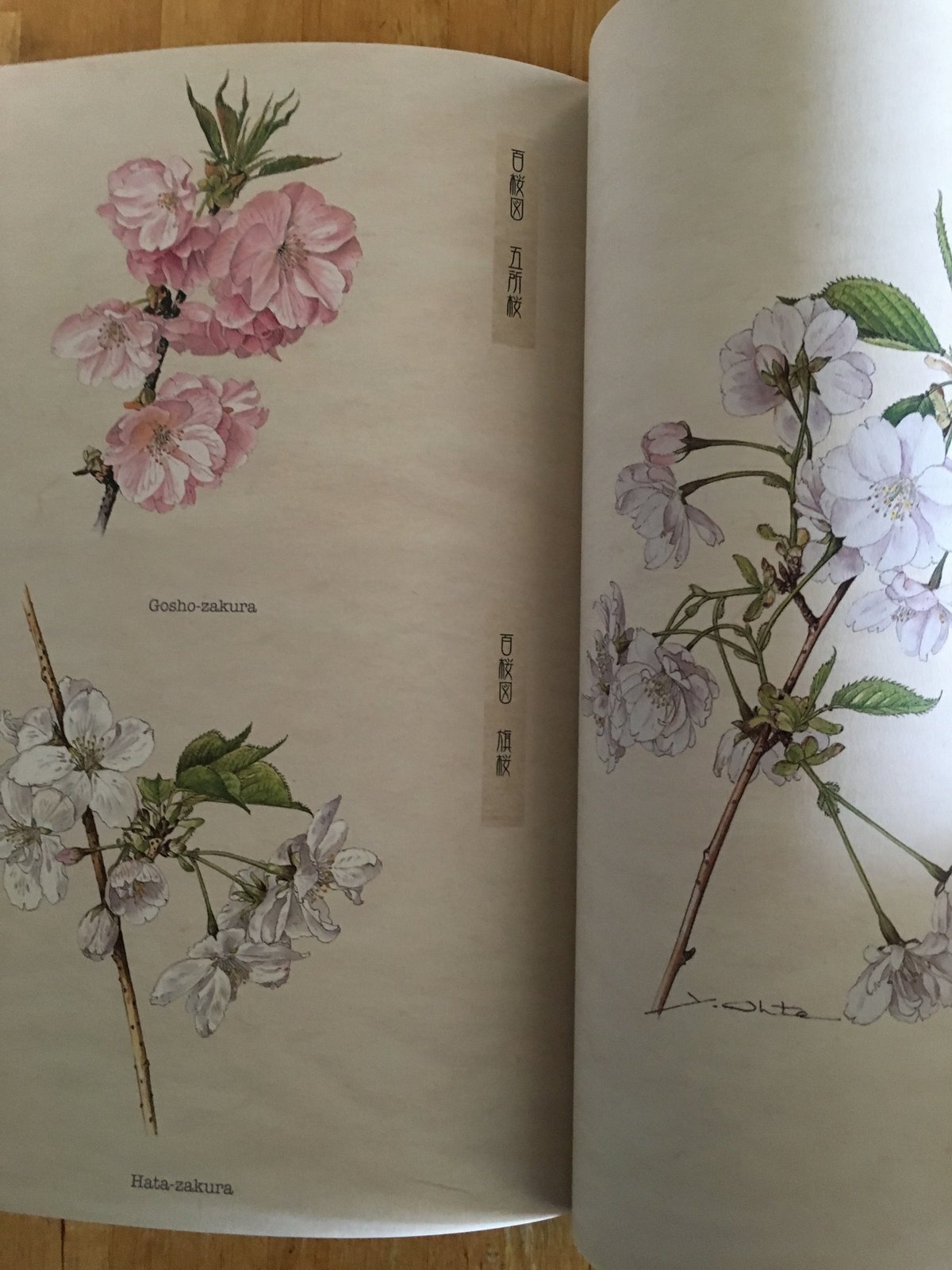 太田洋愛 ボタニカルアート くずの花 太田洋愛 ボタニカルアート くず