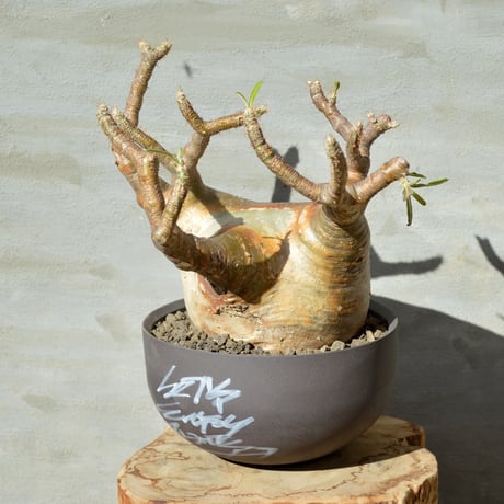 新春セール【グラキリス】塊根！レア！手のひら型、蟹型 新春セール