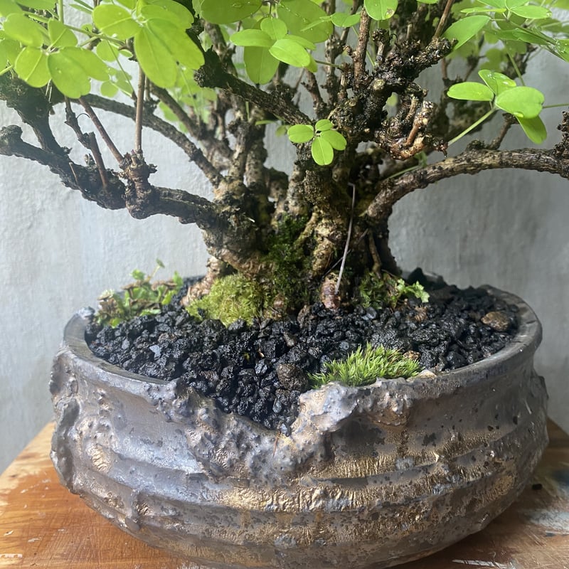 束口長方鉢 紫砂の鉢 盆栽鉢 植木鉢 小品盆栽鉢 大品盆栽鉢 長方鉢