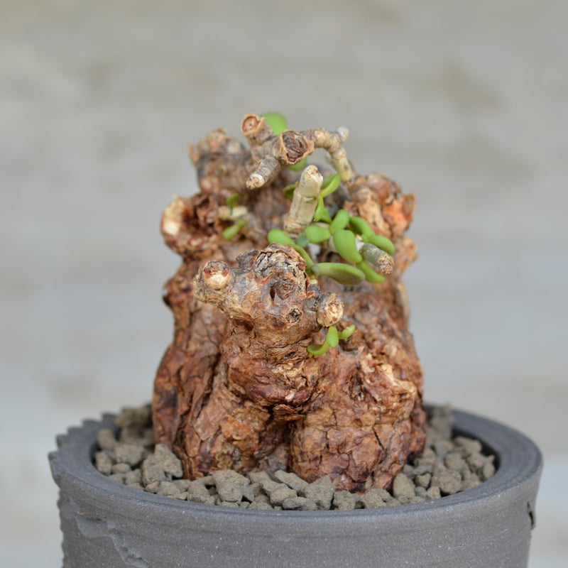 k*3様 ケラリアピグマエア 現地球 発根済み 塊根植物 陶器鉢セット