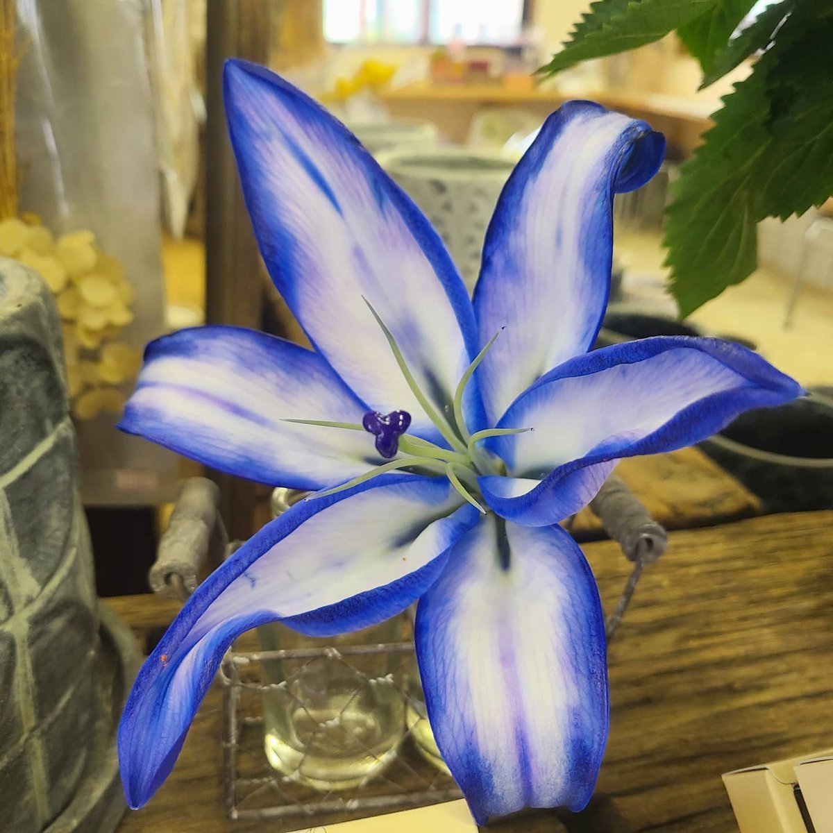 blueカサブランカ【5本セット】 | 花の駅せら「世羅ゆり園」