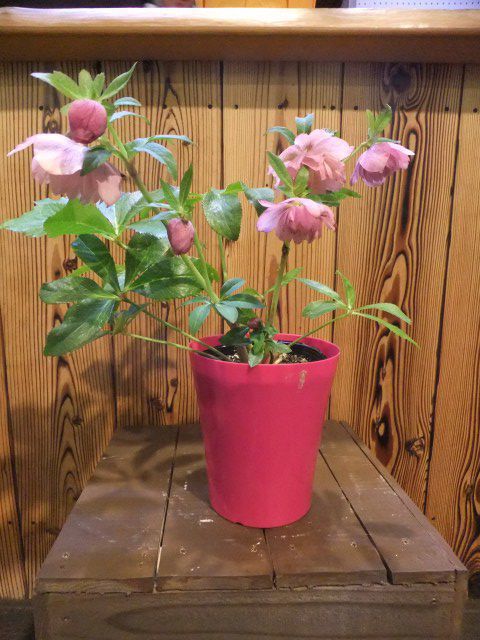 八重咲きクリスマスローズ ピンクスポット5号 | mulberry