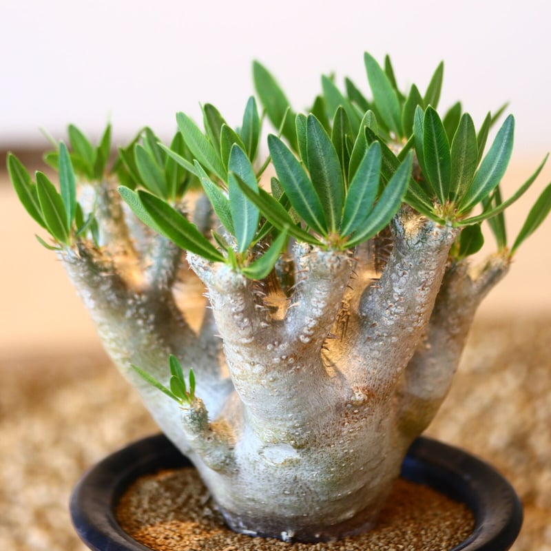 パキポディウム ブレビカリックス / Pachypodium densiflorum var.