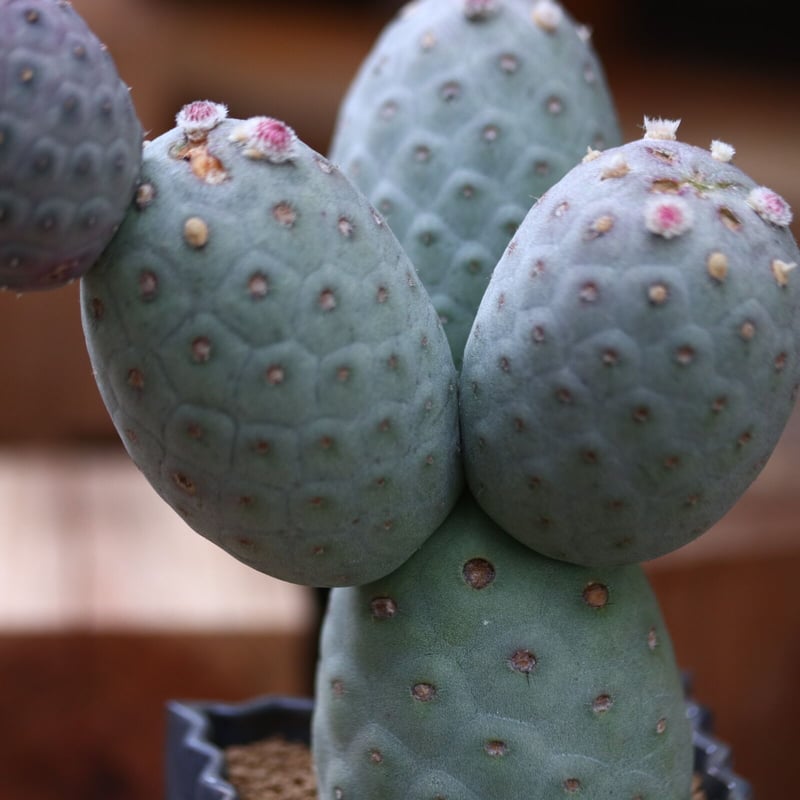 テフロカクタス ゲオメトリクス / Tephrocactus geometricus no