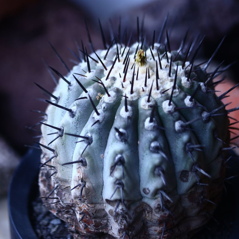 コピアポア 黒王丸 Copiapoa cinerea no.42673 | 芽の巣山