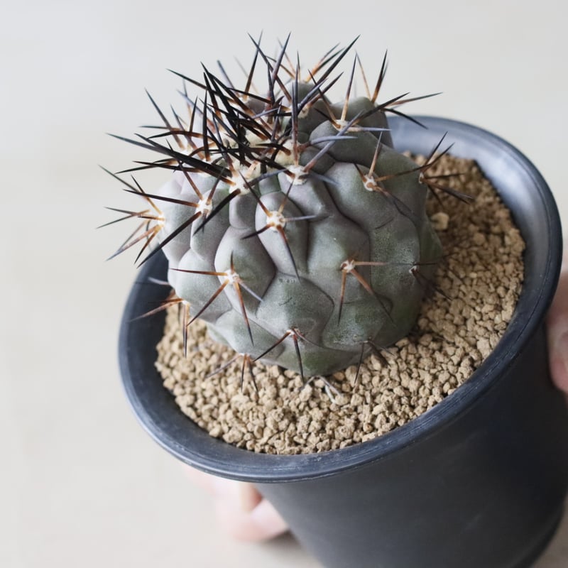 Copiapoa cinerea / 黒王丸 (3.5号鉢) no.913/40 | 芽の巣山