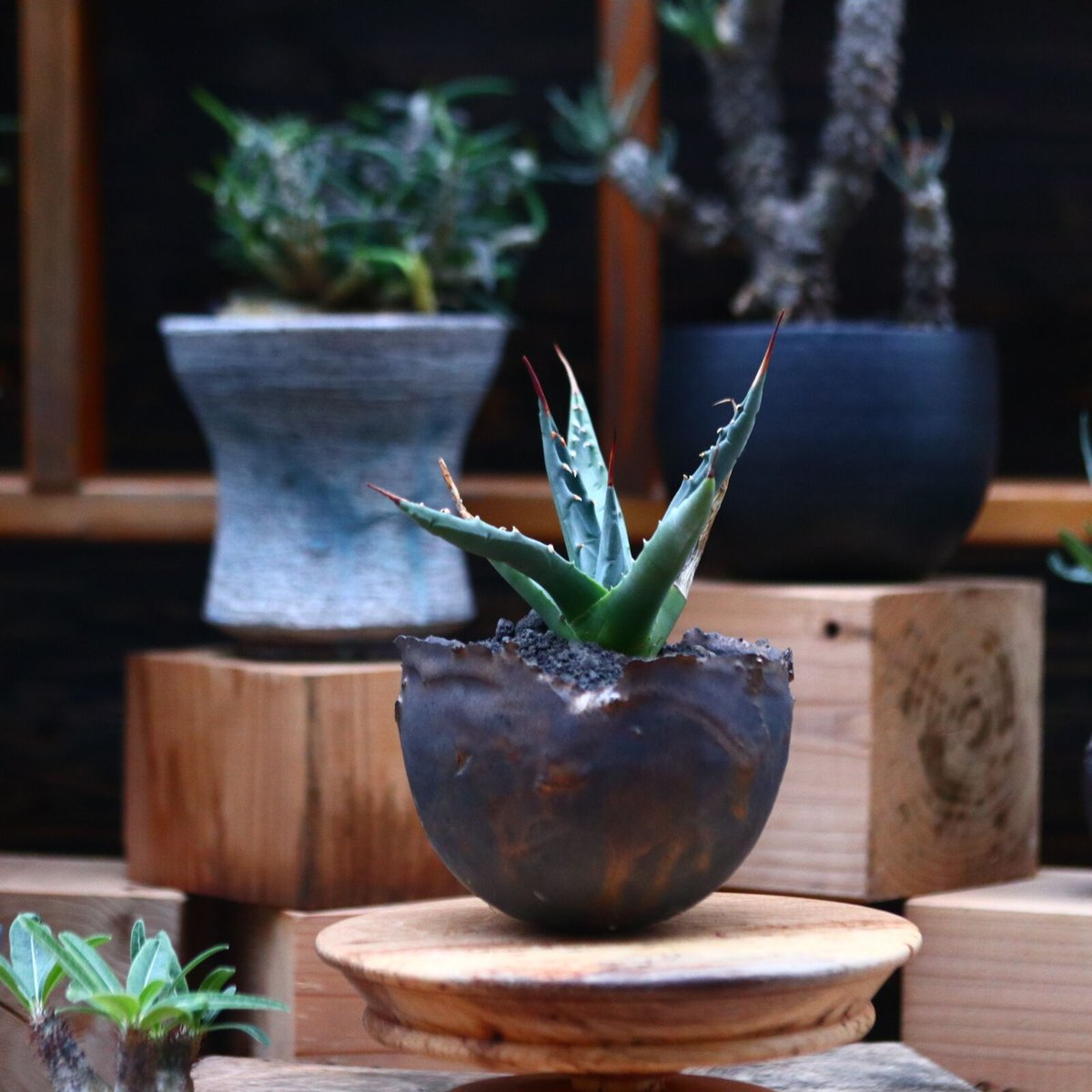 アガベ ユタエンシス ネバデンシス／Agave uthaensis var. nevadens