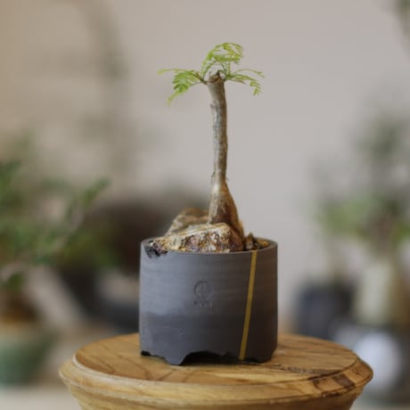 ブルセラミクロフィラ | STORES