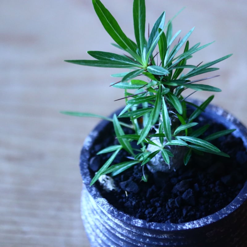 フォークイエリア プルプシー 実生 Fouquieria purpusii no.7