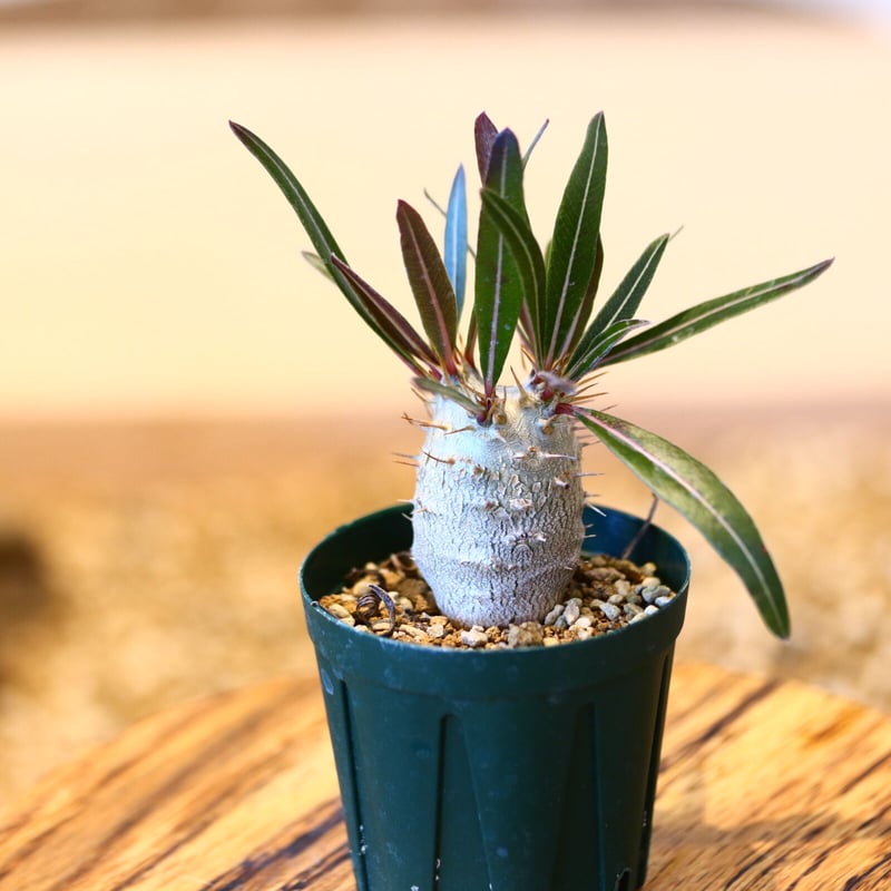 パキポディウム カクチペス(実生) / Pachypodium rosulatum var.