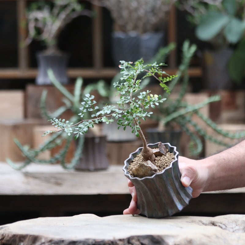 オペルクリカリア デカリー実生／Operculicarya decaryi no.10096