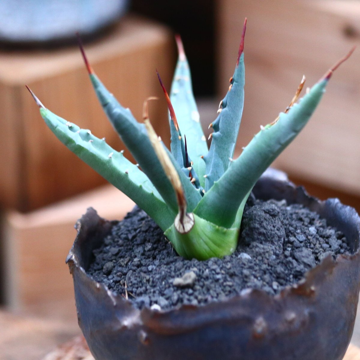 アガベ ユタエンシス ネバデンシス／Agave uthaensis var. nevadens