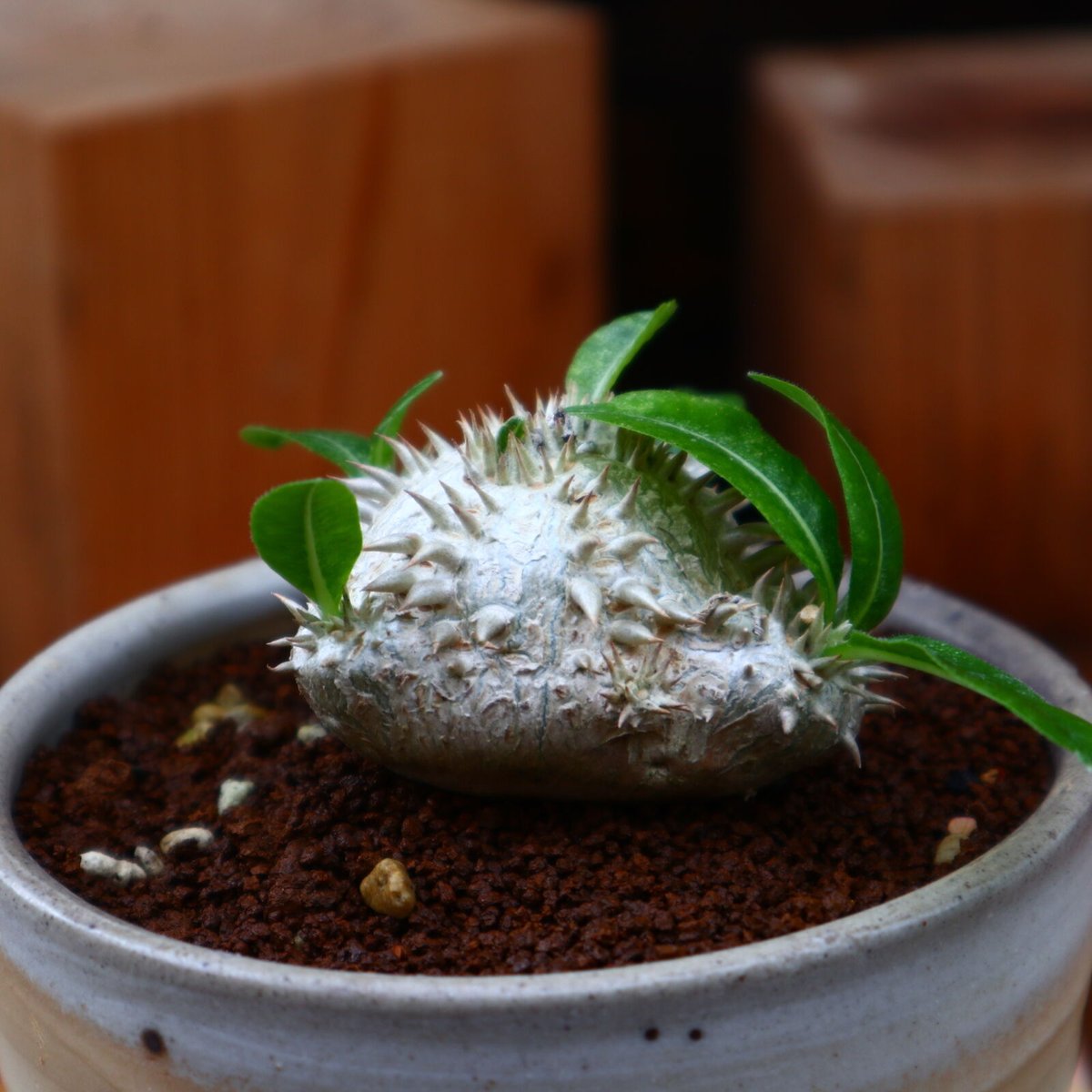 パキポディウム ブレビカウレ 恵比寿笑い(実生)／Pachypodium brevicle