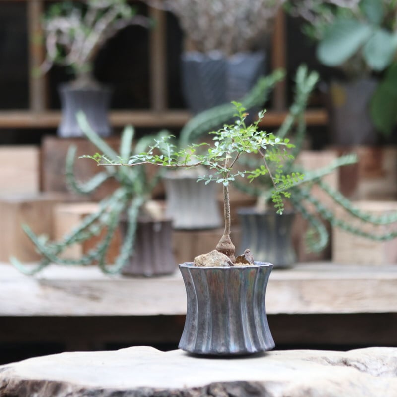 オペルクリカリア デカリー実生／Operculicarya decaryi no.10096