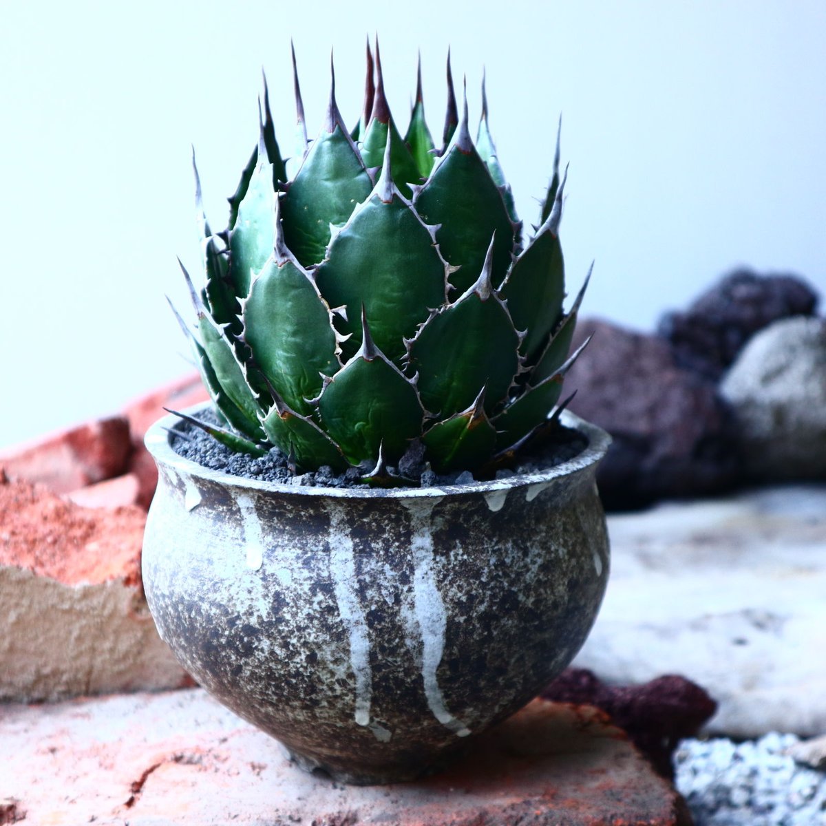 アガベ ホリダ Agave horrida no.32229 | 芽の巣山