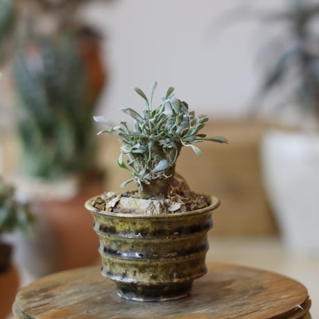 ユーフォルビオイデス | STORES