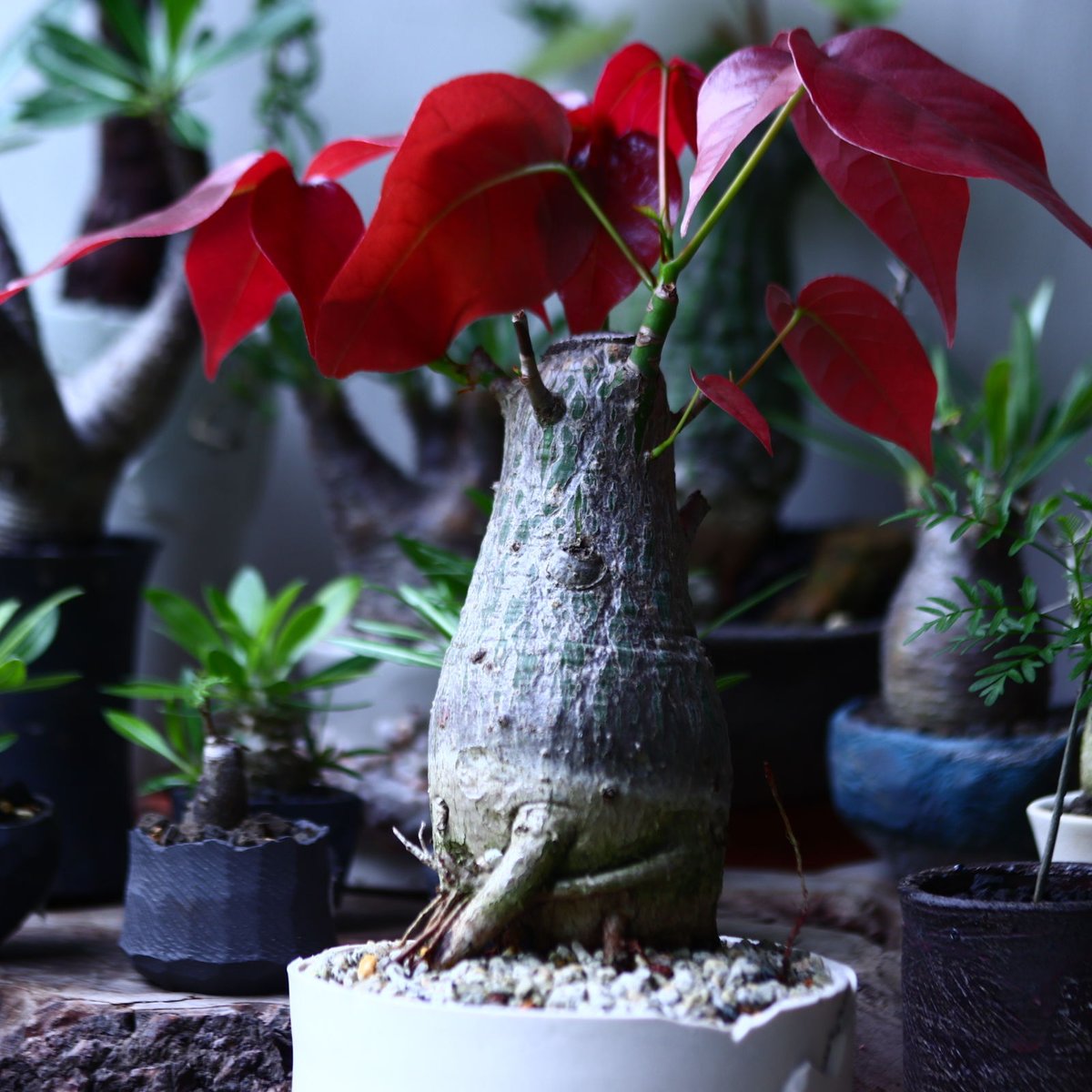 プセウドボンバックス エリプティクム Pseudobombax ellipticum n