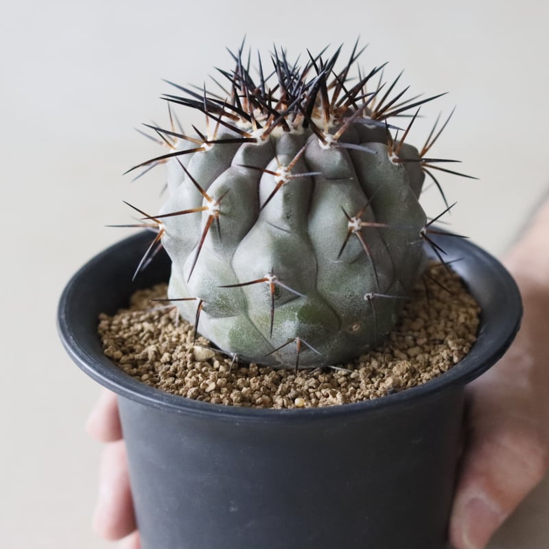 Copiapoa cinerea / 黒王丸 (3.5号鉢) no.913/40 | 芽の巣山