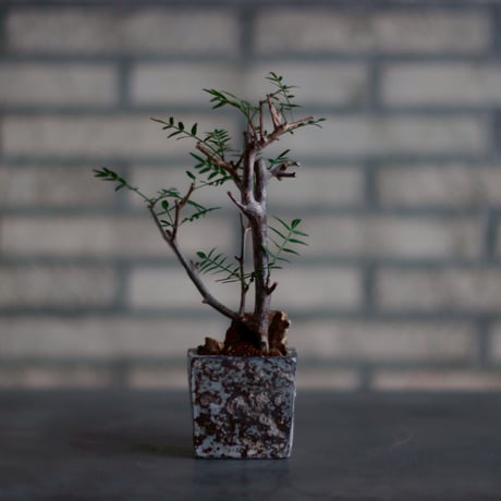 ブルセラミクロフィラ | STORES