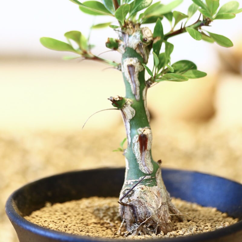 新春価格】【塊根幅13cm】フォークイエリア ファシクラータ 特大美株