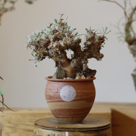 ユーフォルビオイデス | STORES