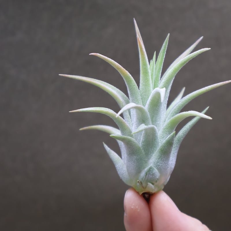 イオナンタ ヘッジホッグ T.I. 04号 | air-plants TENGU-DO