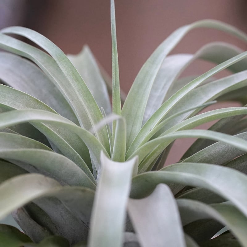 スタッフ特選】カピタータ シルバーローズ 2XLサイズ | air-plants