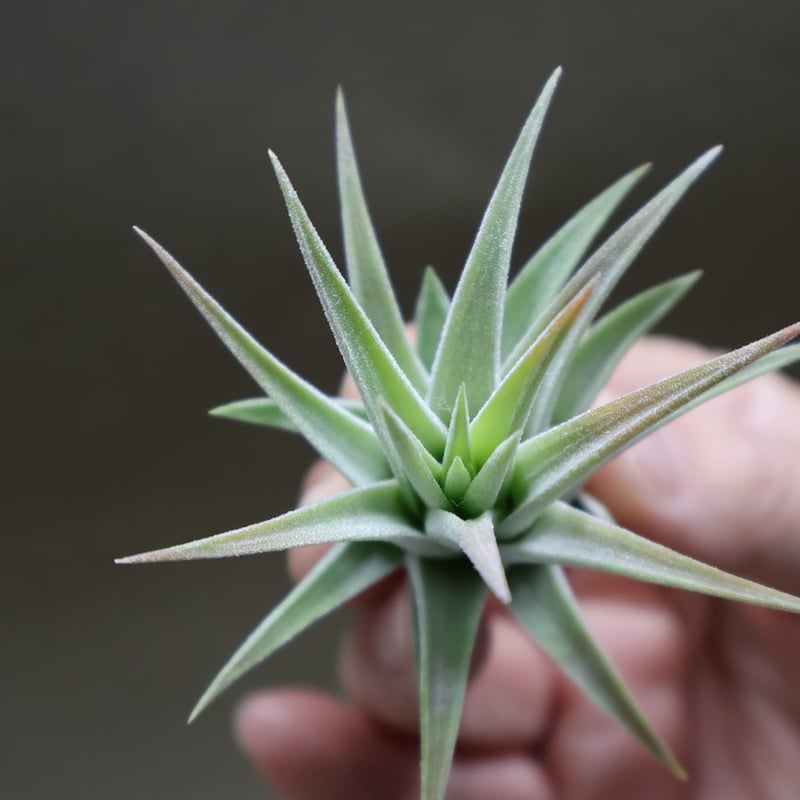 イオナンタ ヘッジホッグ T.I. 04号 | air-plants TENGU-DO