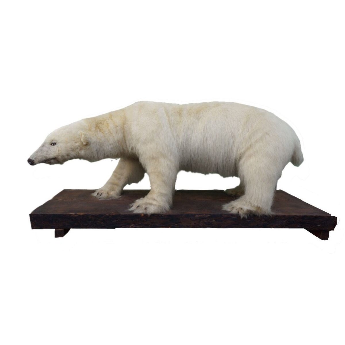 白熊剥製 | TokuHappyMondayWorks