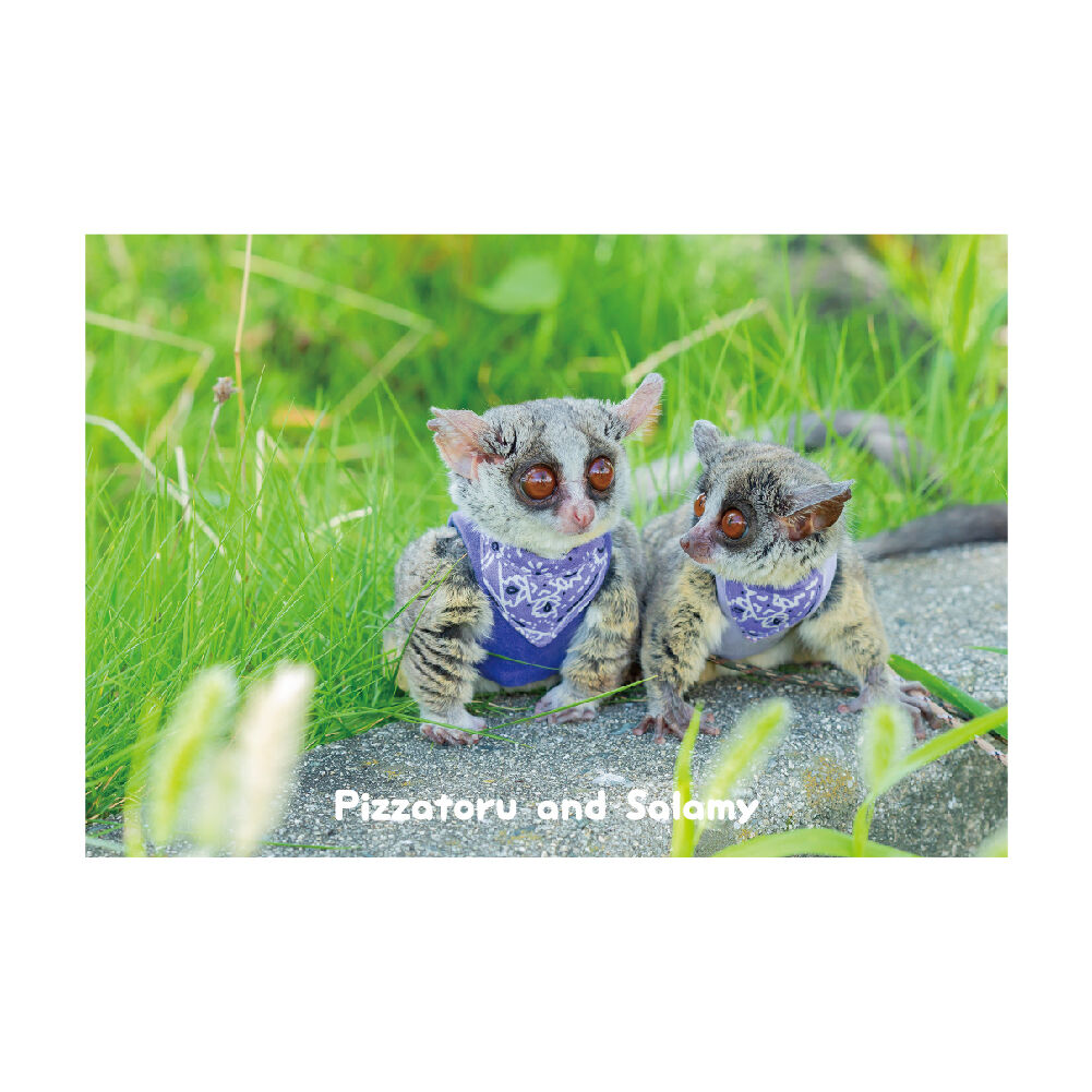 PIZZATORU Post Card /ポストカード [ピザトルとサラミー] | ショウガラ