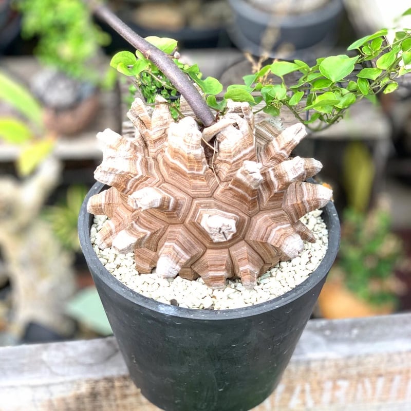 良型 亀甲竜 亀甲竜 良形 亀甲竜 良型 亀甲竜 良型 亀甲竜 【公式通販】