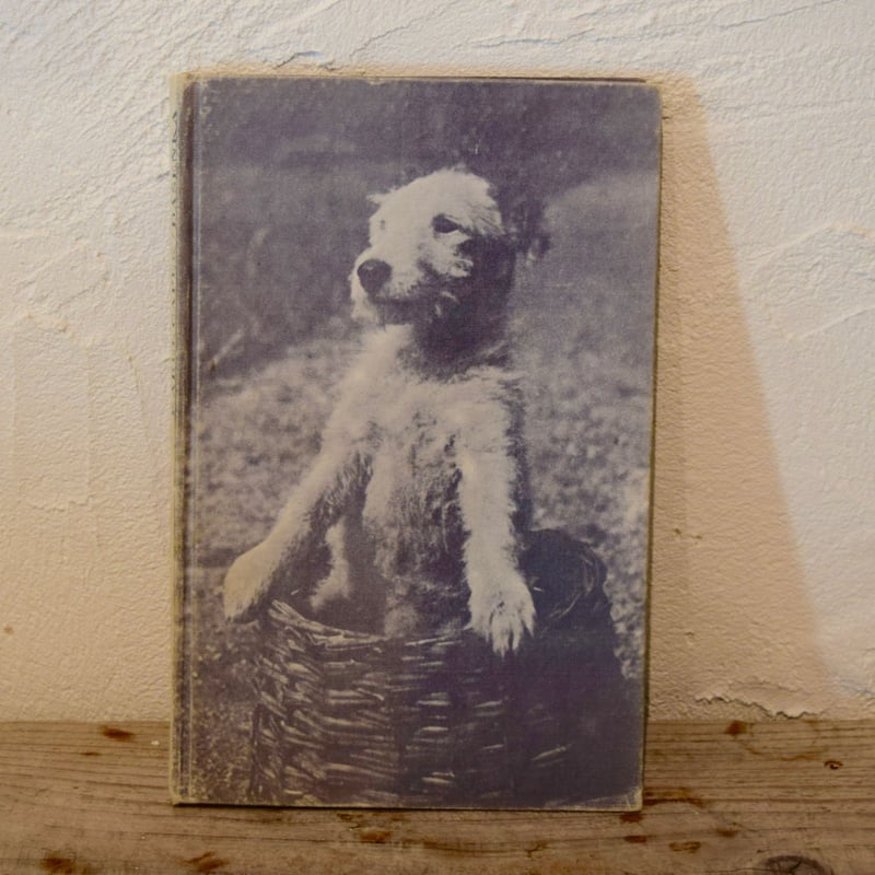 チェコ 本 「ダーシェンカ」カレル・チャペック | Kitten Blue