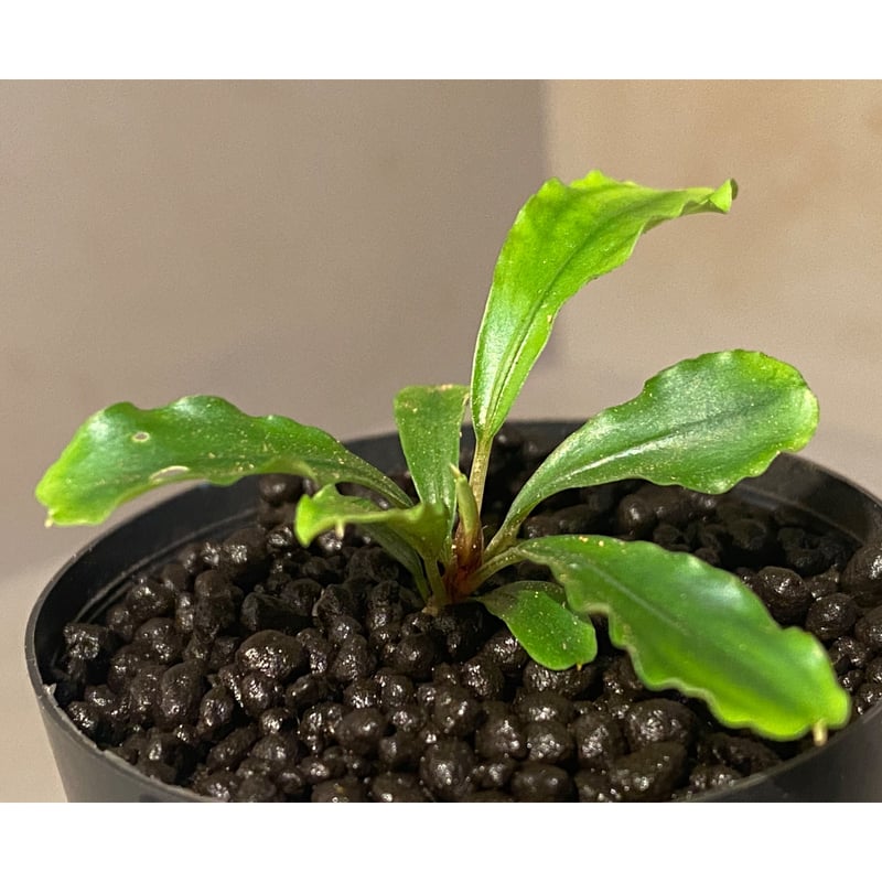 Bucephalandra sp. 黄緑 from Bukit Kelam Utara [AZ