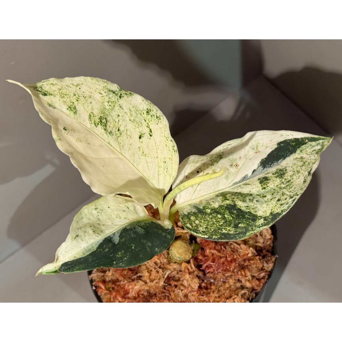 Aglaonema pictum 