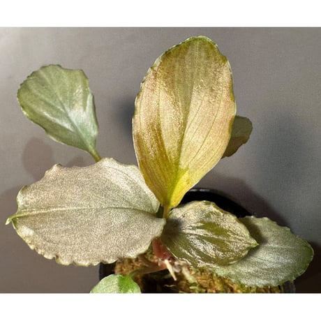 ホマロメナ | STORES