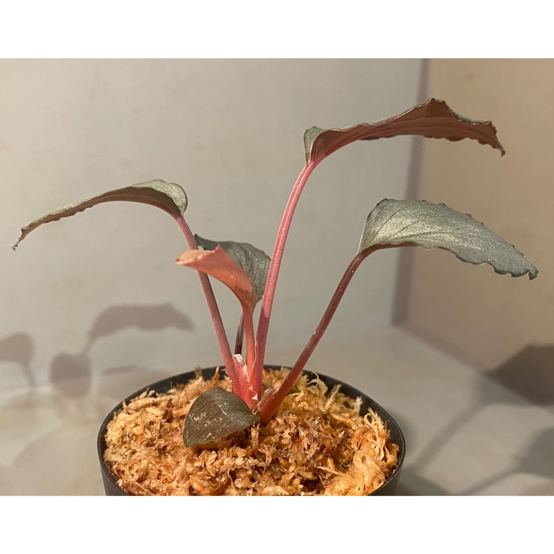 Homalomena aff. vittifolia 